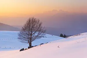 Firs Prints: A lonely beech on snowy pastures of Mezzomiglio with Schiara group on background