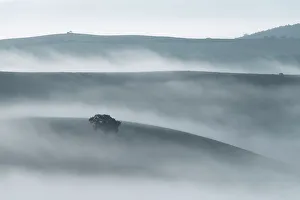 Crop Gallery: A lonely chestnut tree appearing through the sea of fog on a humid autumn morning in the rolling