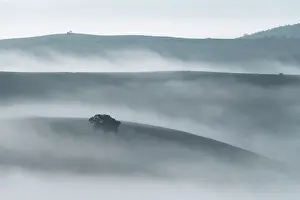 Crop Prints: A lonely chestnut tree appearing through the sea of fog on a humid autumn morning in the rolling hills of Tuscany