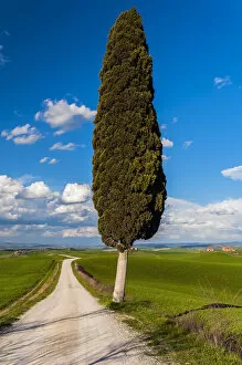 Lonely cypress tree, Corsanello, Siena, Tuscany, Italy