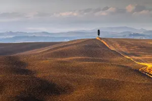 Asciano Prints: A lonely cypress tree and some rolling hills illuminated by the late afternoon warm light in autumn