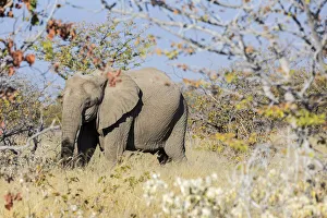 Images Dated 12th October 2017: Lonely elephant in Etosha, Namibia, Africa