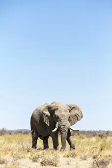 Images Dated 12th October 2017: Lonely elephant in Etosha, Namibia, Africa