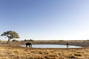 Images Dated 12th October 2017: Lonely elephant at the waterhole in Etosha, Namibia, Africa