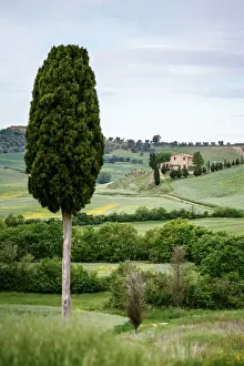 Unpaved Road Prints: Lonely farmohuse and green meadow, cypress tree in foreground