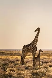 African Wildlife Gallery: Lonely Giraffe with baby in Etosha, Namibia, Africa