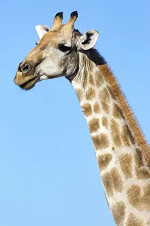 Images Dated 12th October 2017: Lonely Giraffe in Etosha, Namibia, Africa