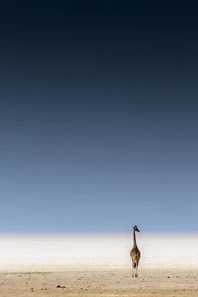 Minimal Prints: A lonely giraffe stands in the Etosha Pan next to a waterhole