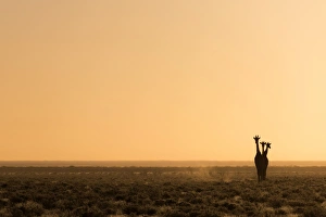 Awlrm Prints: Lonely Giraffes in Etosha, Namibia, Africa in Etosha, Namibia, Africa