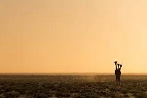Awlrm Collection: Lonely Giraffes in Etosha, Namibia, Africa in Etosha, Namibia, Africa