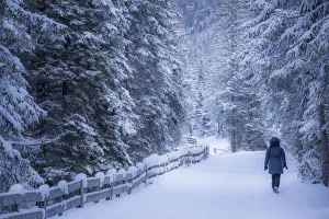 Lonely Prints: Lonely girl walking on a snowy path, winter landscape, Dolomites Alps, Italy