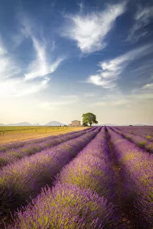 Images Dated 18th October 2017: Lonely house surrounded by lavender fields near Valensole, Provence, France