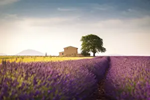 Lonely house surrounded by lavender fields near Valensole, Provence, France