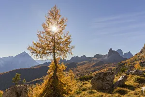 Larch Prints: Lonely larch in the Dolomites, Cortina d Ampezzo, Belluno district, Veneto, Italy