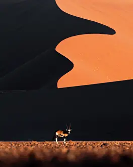 Sossusvlei Prints: Lonely oryx walking in Sossusvlei at sunset, Namibia