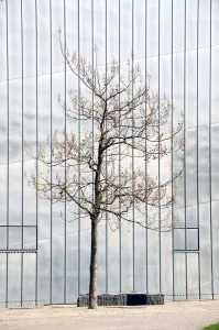 Cover Prints: A lonely tree in front of the Jewish Museum