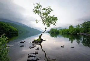 Loneliness Prints: The Lonely Tree of Llanberis at sunrise