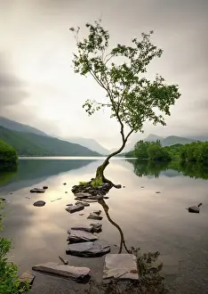 Loneliness Prints: The Lonely Tree of Llanberis at sunrise