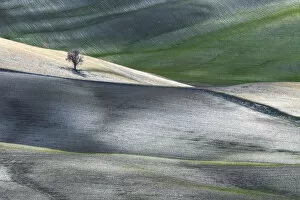 Images Dated 11th June 2021: Lonely tree in the middle of the fields of Val d Orcia, Tuscany, Italy