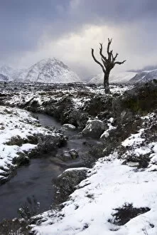 Streams Collection: Lonely tree in Rannoch Moor, Glencoe, Scotland, UK