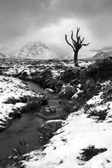 Streams Collection: Lonely tree in Rannoch Moor, Scotland, UK