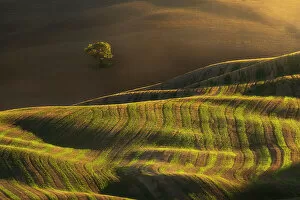 Produce Gallery: A lonely tree, together with some rolling hills. Val d'Orcia, Tuscany