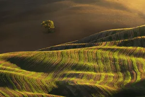 Produce Gallery: A lonely tree, together with some rolling hills. Val d'Orcia, Tuscany