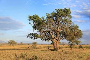 Equator Collection: Lonely tree in savanna, Kidepo national park, Uganda, East Africa