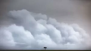 Game Reserve Collection: A lonely tree in the vast grassland of the Msai Mara game reserve, Kenya
