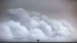 Nature Reserve Prints: A lonely tree in the vast grassland of the Msai Mara game reserve, Kenya