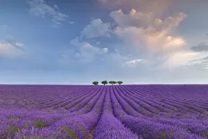 Images Dated 17th October 2019: Lonely trees in a lavender field near Valensole at sunrise, Alpes-de-Haute-Provence
