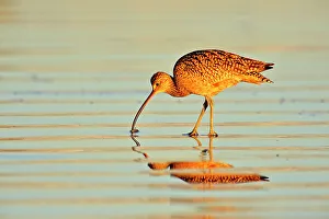 Sand Beach Prints: Long-billed Curlew (Numenius americanus), Morro Bay, California, USA