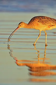 Sand Beach Prints: Long-billed Curlew (Numenius americanus), Morro Bay, California, USA