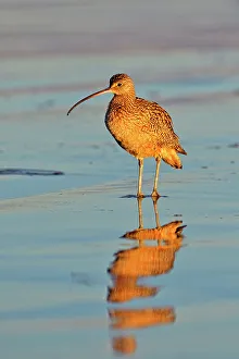 Sand Beach Prints: Long-billed Curlew (Numenius americanus), Morro Bay, California, USA