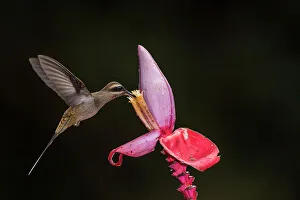 Sexual Dimorphism Prints: Long-billed hermit (Phaethornis longirostris), Guapiles, Limon, Costa Rica