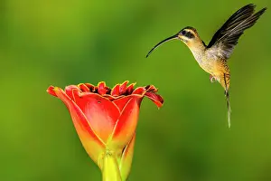 Natural Environment Prints: Long-billed Hermit (Phaethornis longirostris) and White-necked Jacobin (Florisuga mellivora)