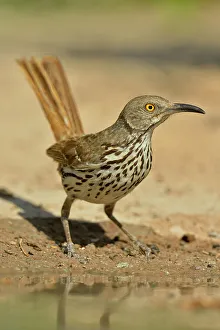 Seasonal Resident Prints: Long-billed Thrasher (Toxostoma longirostre), Rio Grande City, Texas, USA