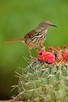 Seasonal Resident Prints: Long-billed thrasher (Toxostoma longirostre), Rio Grande City, Texas, USA