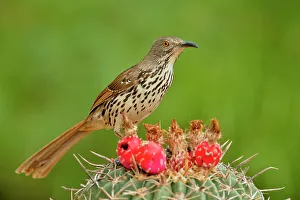 Barn Prints: Long-billed thrasher (Toxostoma longirostre), Rio Grande City, Texas, USA
