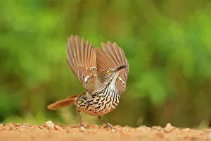Seasonal Resident Prints: Long-billed thrasher (Toxostoma longirostre), Rio Grande City, Texas, USA