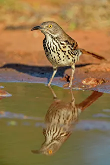 Seasonal Resident Prints: Long-billed thrasher (Toxostoma longirostre), Rio Grande City, Texas, USA
