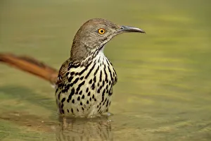 Striped Prints: Long-billed thrasher (Toxostoma longirostre), Rio Grande City, Texas, USA