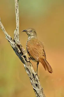 Parents Prints: Long-billed thrasher (Toxostoma longirostre) juvenile, Rio Grande City, Texas, USA