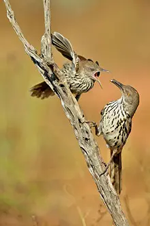 Parents Prints: Long-billed thrasher (Toxostoma longirostre) juvenile being fed by adult
