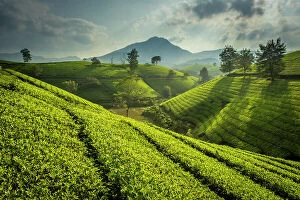 Farming Collection: Long Coc tea estates, Phu Tho Province, Vietnam