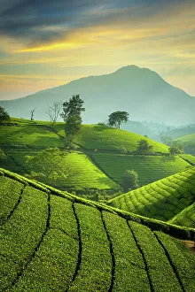 Long Coc tea estates, Phu Tho Province, Vietnam