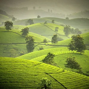 Long Coc tea estates, Phu Tho Province, Vietnam