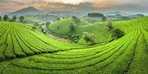 Long Coc tea estates, Phu Tho Province, Vietnam