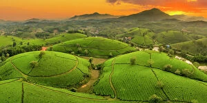 : Long Coc tea estates, Phu Tho Province, Vietnam