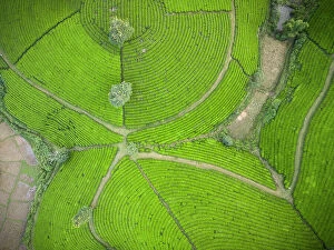 : Long Coc tea estates, Phu Tho Province, Vietnam